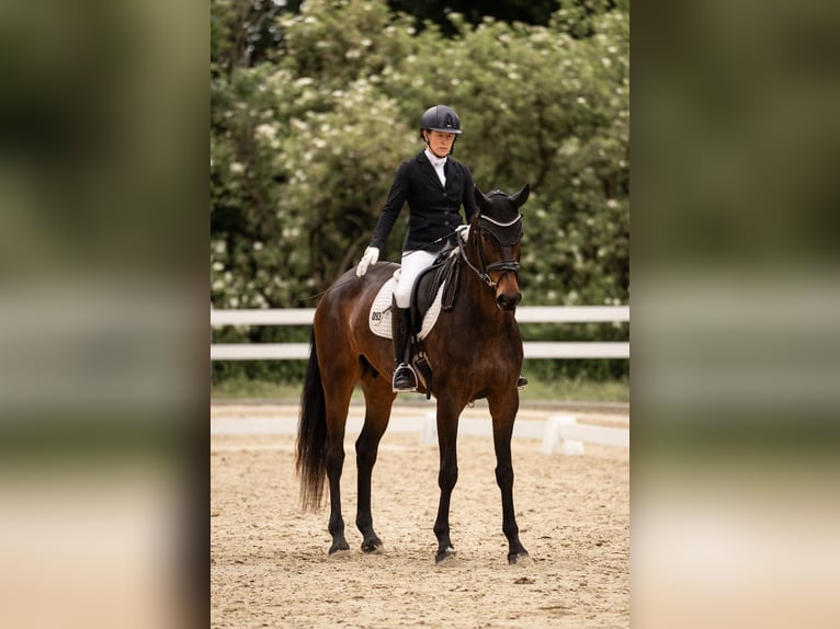 Westfaal Merrie 5 Jaar 168 cm Donkerbruin in Telgte