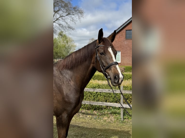 Westfaal Merrie 5 Jaar 168 cm Donkere-vos in Rhede