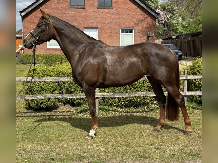 Westfaal Merrie 5 Jaar 168 cm Donkere-vos in Rhede