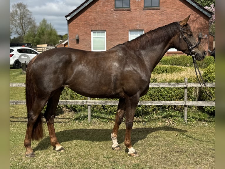 Westfaal Merrie 5 Jaar 168 cm Donkere-vos in Rhede