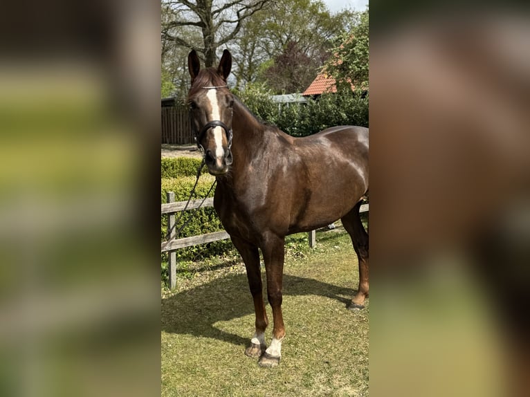Westfaal Merrie 5 Jaar 168 cm Donkere-vos in Rhede