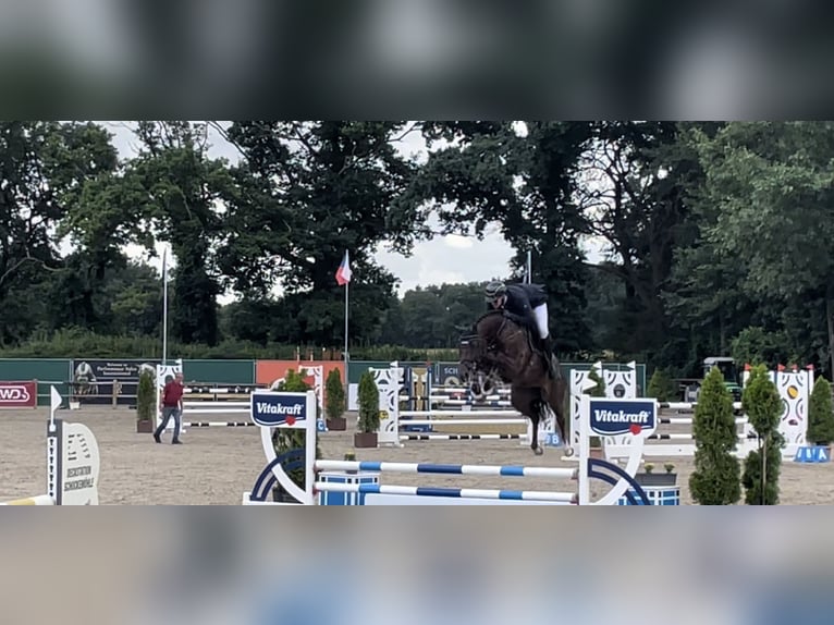 Westfaal Merrie 5 Jaar 168 cm Donkere-vos in Nottuln