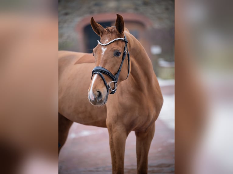 Westfaal Merrie 5 Jaar 168 cm Vos in Bramsche