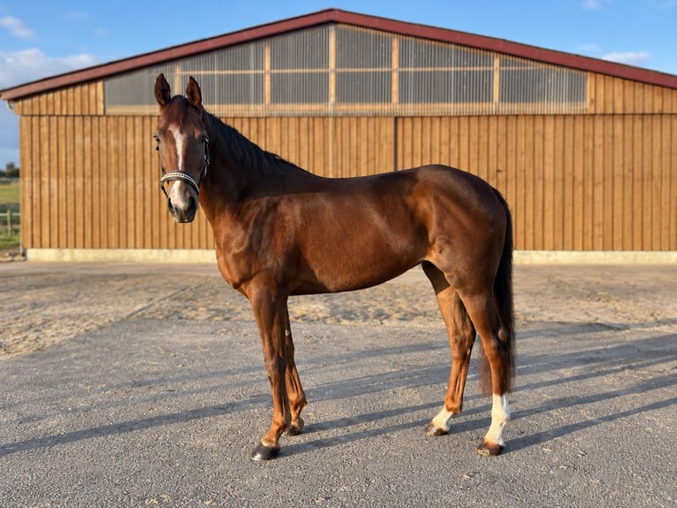 Westfaal Merrie 5 Jaar 168 cm Vos in Gräfenhainichen