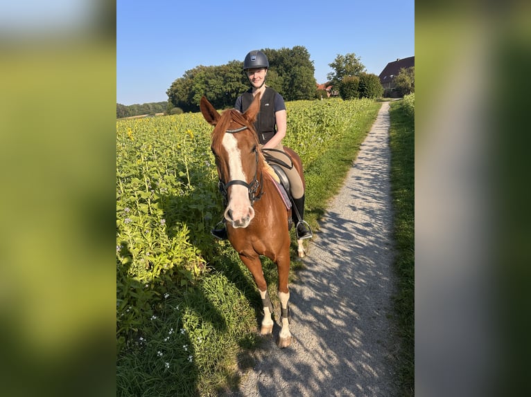 Westfaal Merrie 5 Jaar 168 cm Vos in Warendorf