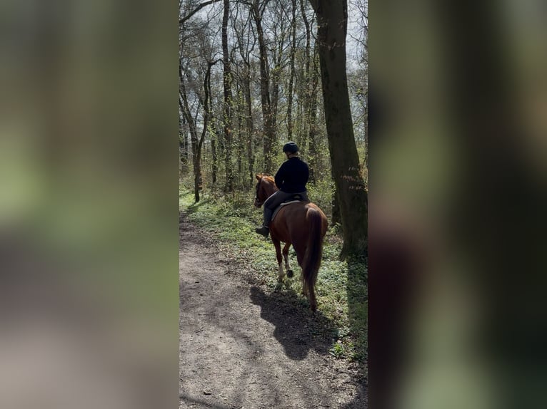 Westfaal Merrie 5 Jaar 168 cm Vos in Bottrop