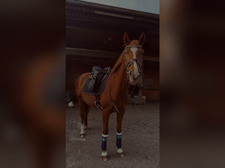 Westfaal Merrie 5 Jaar 168 cm Vos in Bottrop