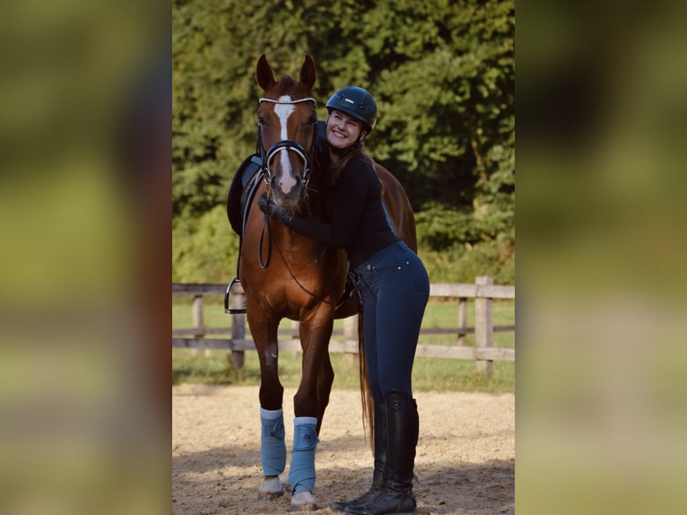 Westfaal Merrie 5 Jaar 168 cm Vos in Bottrop