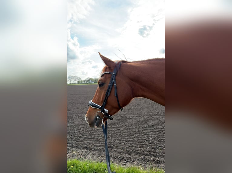 Westfaal Merrie 5 Jaar 168 cm Vos in Bottrop