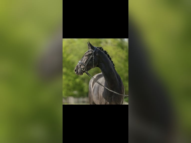 Westfaal Merrie 5 Jaar 168 cm Zwart in Bubikon