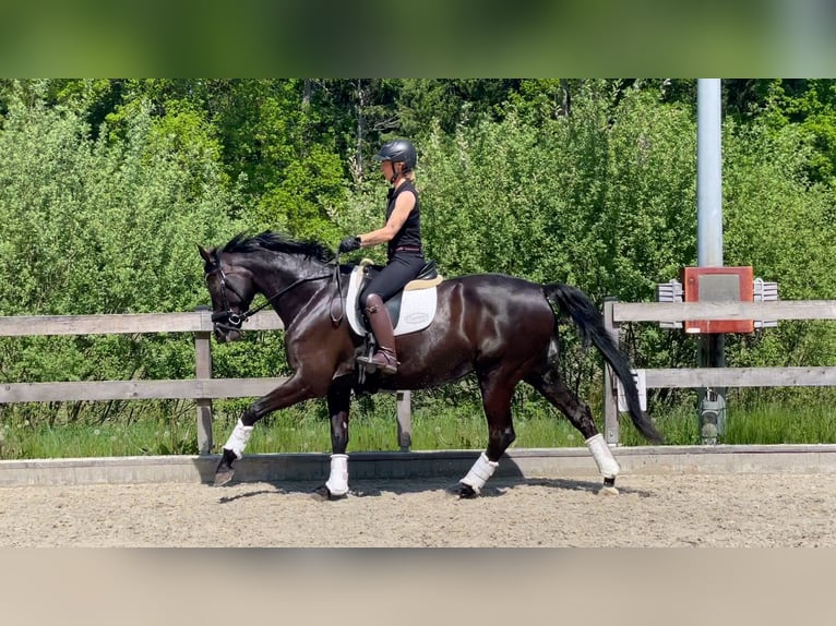 Westfaal Merrie 5 Jaar 168 cm Zwart in Rehlingen