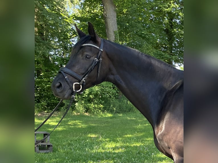 Westfaal Merrie 5 Jaar 168 cm Zwart in Rehlingen