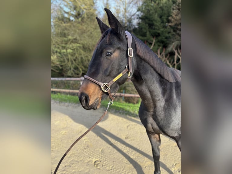 Westfaal Merrie 5 Jaar 168 cm Zwartbruin in Limburg an der Lahn