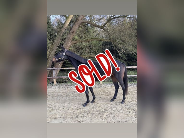 Westfaal Merrie 5 Jaar 168 cm Zwartbruin in Limburg an der Lahn
