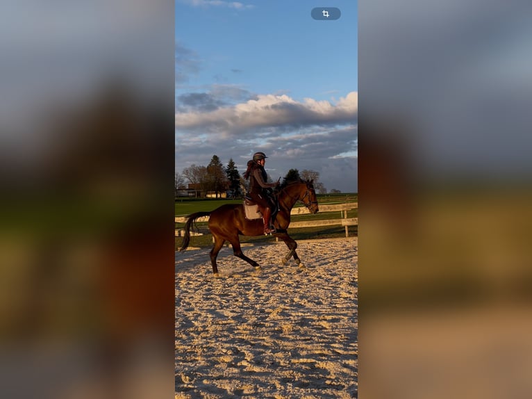 Westfaal Merrie 5 Jaar 169 cm Bruin in Beverungen