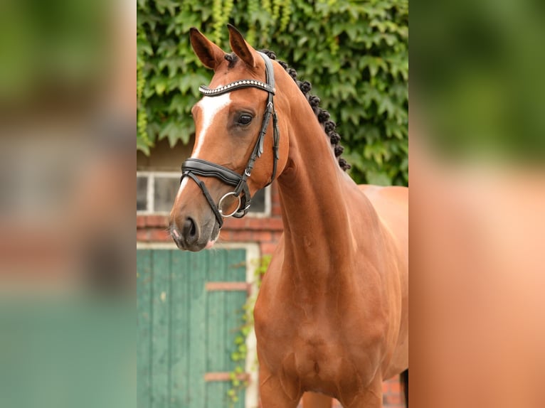 Westfaal Merrie 5 Jaar 169 cm Lichtbruin in Schloß Holte-Stukenbrock