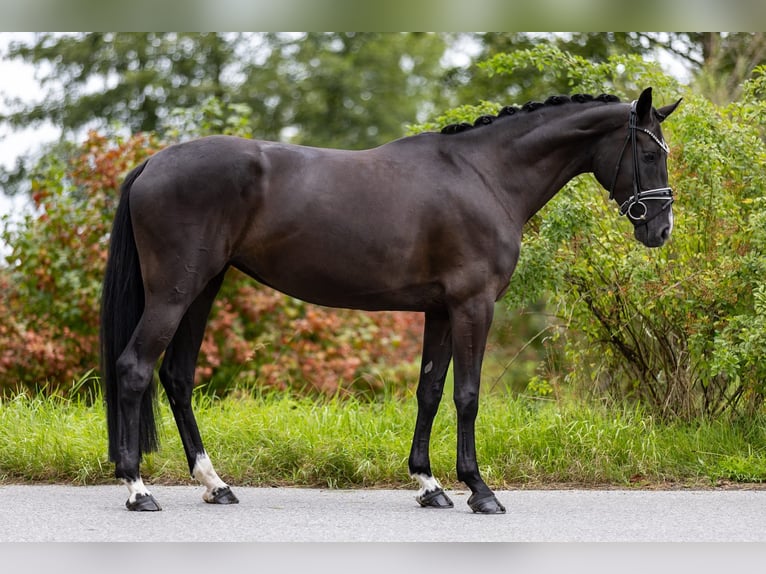 Westfaal Merrie 5 Jaar 169 cm Zwart in Rosenheim