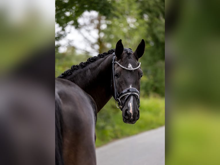 Westfaal Merrie 5 Jaar 169 cm Zwart in Rosenheim