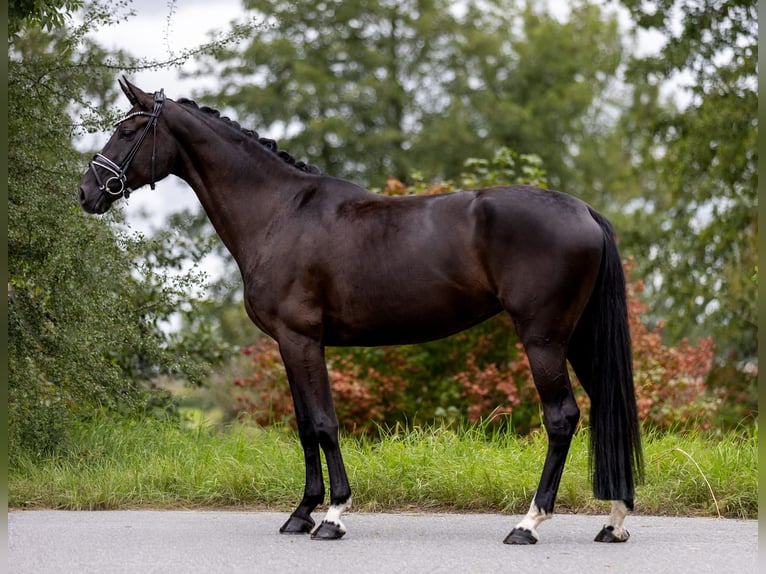 Westfaal Merrie 5 Jaar 169 cm Zwart in Rosenheim