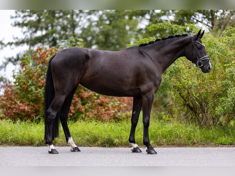 Westfaal Merrie 5 Jaar 169 cm Zwart in Rosenheim
