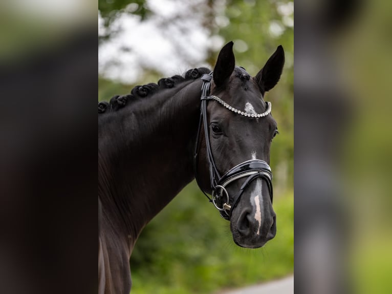 Westfaal Merrie 5 Jaar 169 cm Zwart in Rosenheim