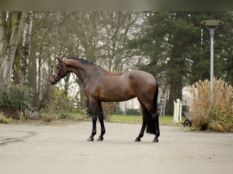 Westfaal Merrie 5 Jaar 170 cm Bruin in Greven