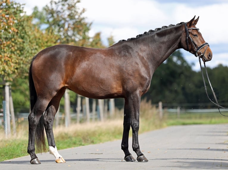 Westfaal Merrie 5 Jaar 170 cm Donkerbruin in Loewenberger Land, 30 min von Berlin