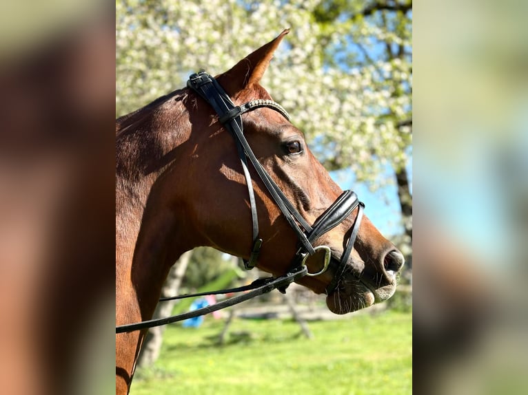 Westfaal Merrie 5 Jaar 170 cm Donkere-vos in Bad Wörishofen