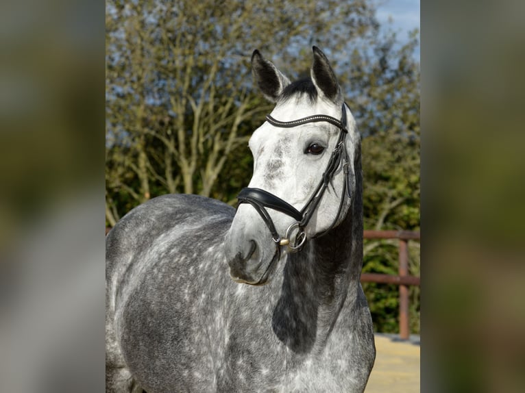 Westfaal Merrie 5 Jaar 170 cm Schimmel in Lindlar