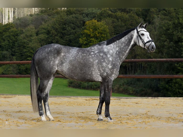 Westfaal Merrie 5 Jaar 170 cm Schimmel in Lindlar