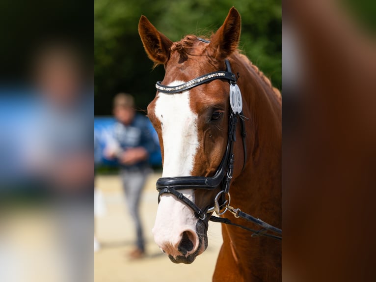 Westfaal Merrie 5 Jaar 170 cm Vos in K&#xFC;rten