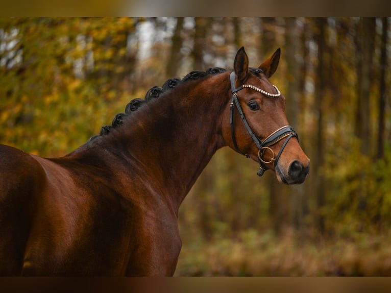 Westfaal Merrie 5 Jaar 171 cm Bruin in Wehringen