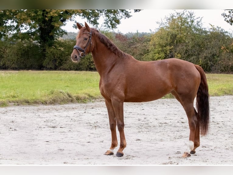 Westfaal Merrie 5 Jaar 171 cm Donkere-vos in Münster