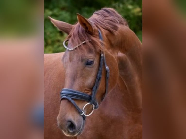 Westfaal Merrie 5 Jaar 171 cm Donkere-vos in Münster