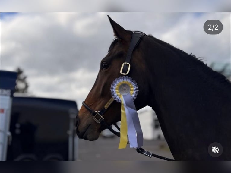 Westfaal Merrie 5 Jaar 172 cm Bruin in Bruchköbel