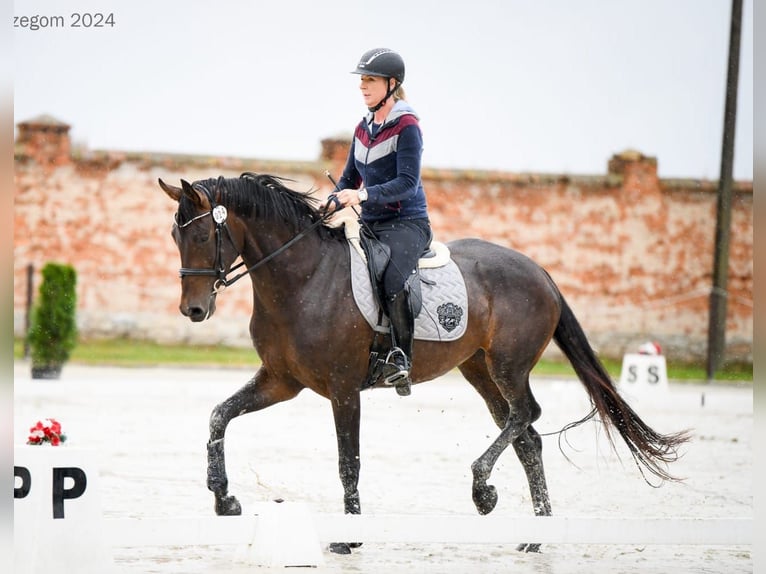 Westfaal Merrie 5 Jaar 172 cm Donkerbruin in Wysin