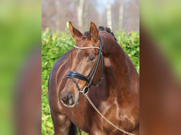 Westfaal Merrie 5 Jaar 172 cm Donkere-vos in Langenberg