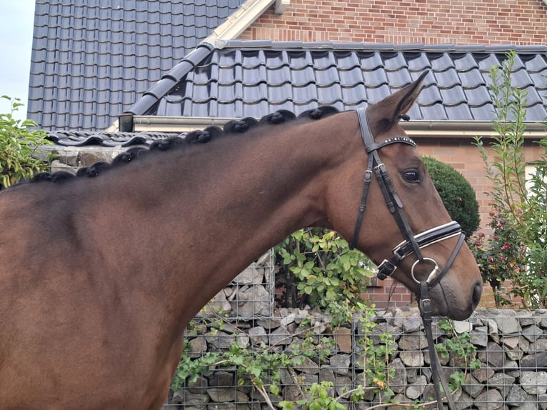 Westfaal Merrie 5 Jaar 173 cm Bruin in Bramsche