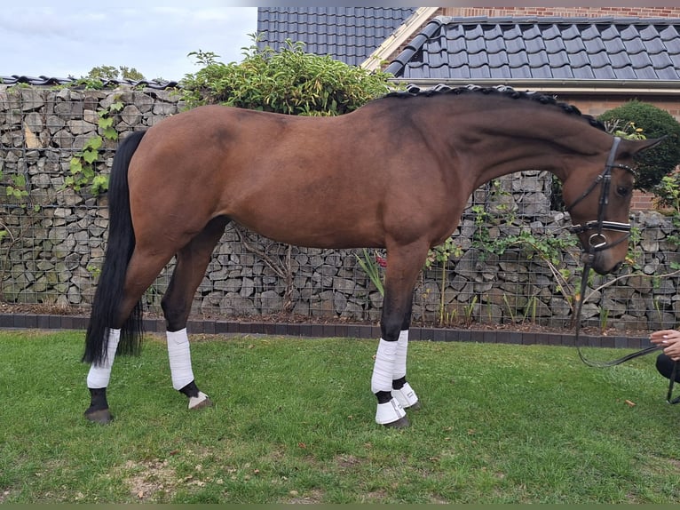 Westfaal Merrie 5 Jaar 173 cm Bruin in Bramsche