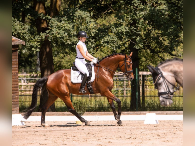 Westfaal Merrie 5 Jaar 173 cm Bruin in Steinhagen