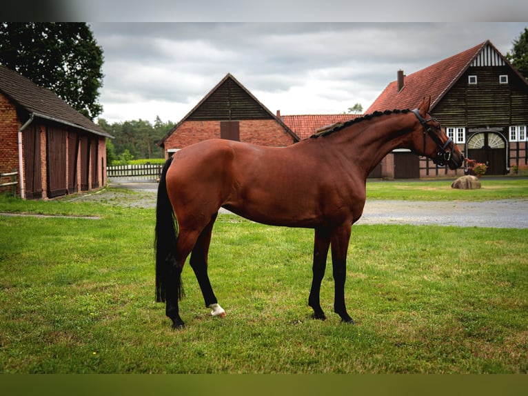 Westfaal Merrie 5 Jaar 173 cm Bruin in Steinhagen