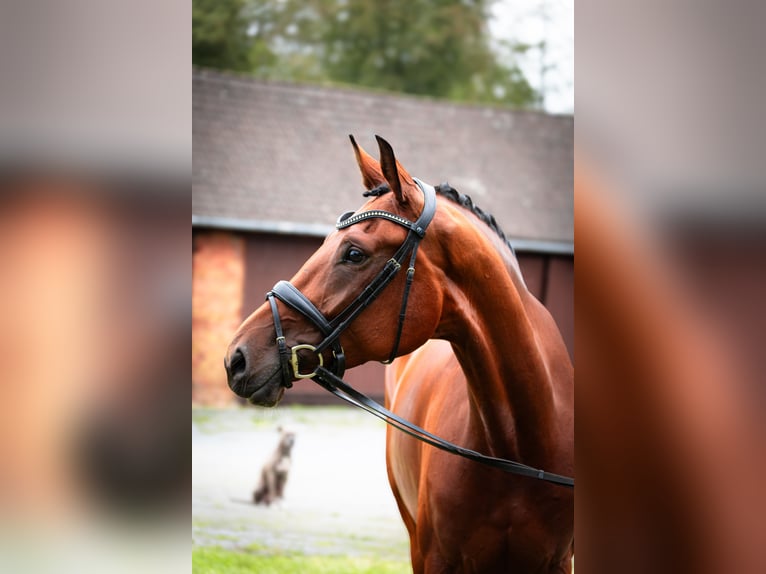 Westfaal Merrie 5 Jaar 173 cm Bruin in Steinhagen