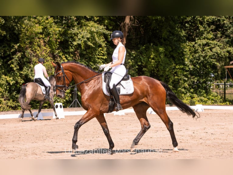 Westfaal Merrie 5 Jaar 173 cm Bruin in Steinhagen