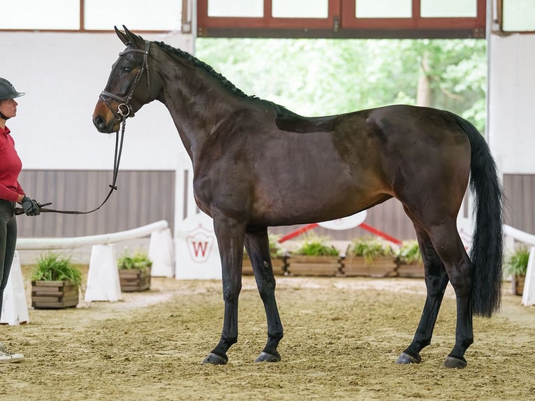 Westfaal Merrie 5 Jaar 173 cm Donkerbruin in Münster-Handorf