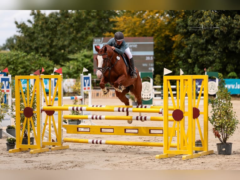 Westfaal Merrie 5 Jaar 173 cm in K&#xFC;rten