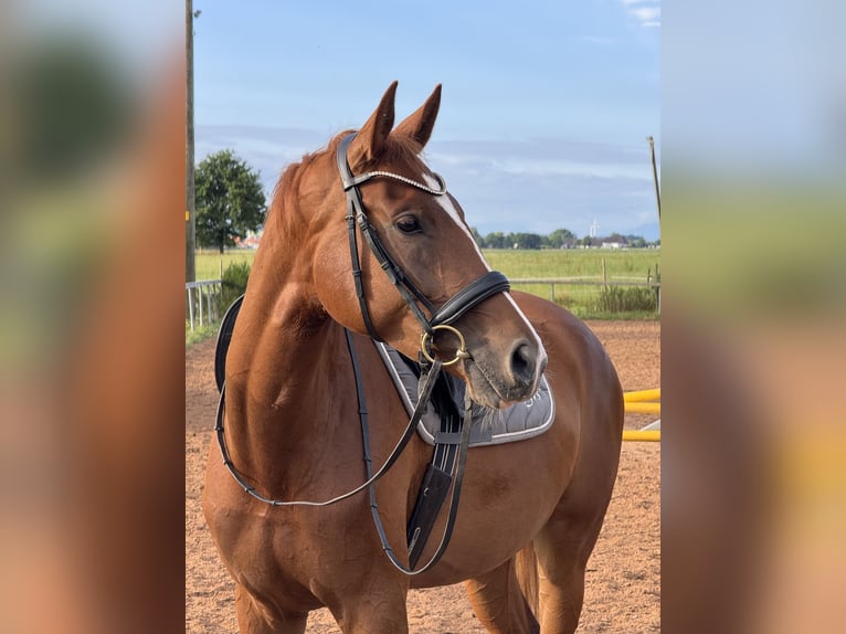 Westfaal Merrie 5 Jaar 173 cm Vos in Kaufbeuren
