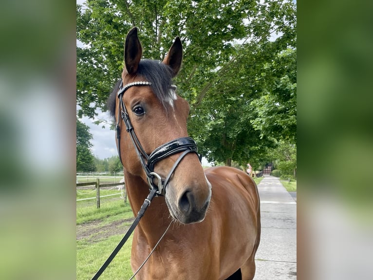 Westfaal Merrie 5 Jaar 175 cm Bruin in Langenberg