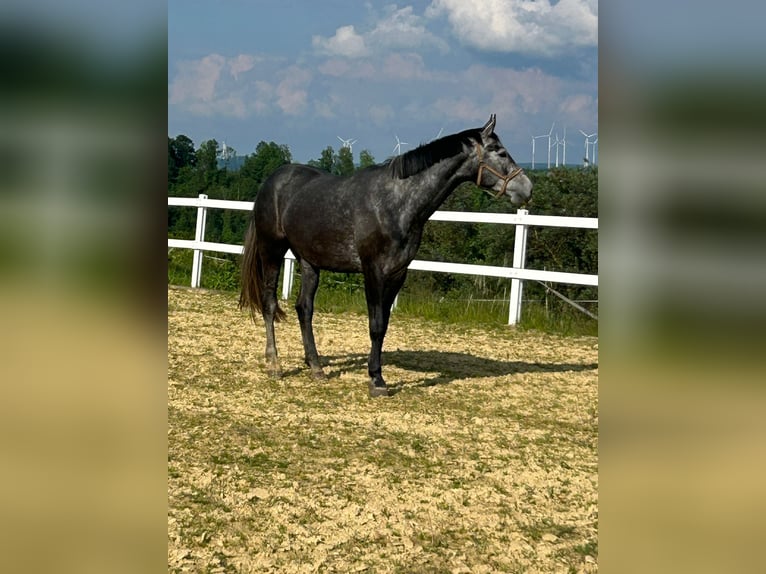 Westfaal Merrie 5 Jaar 175 cm Schimmel in Delbr&#xFC;ck