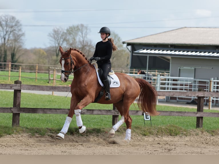 Westfaal Merrie 5 Jaar 175 cm Vos in Greven