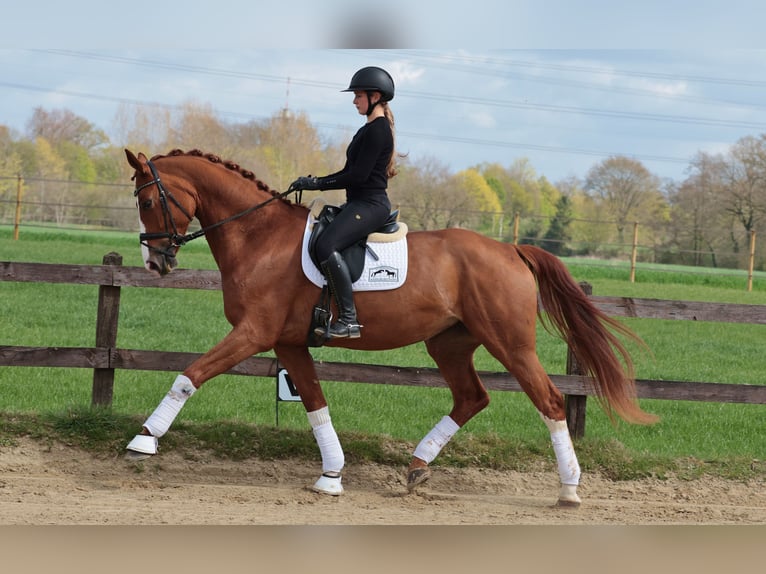 Westfaal Merrie 5 Jaar 175 cm Vos in Greven